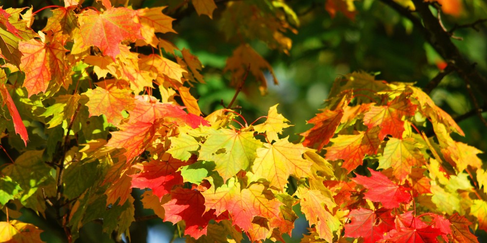 Parco Livelet Revine Lago in autunno