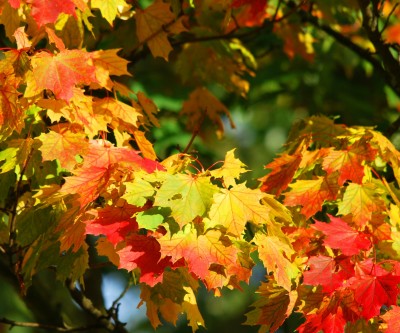 Parco Livelet Revine Lago in autunno